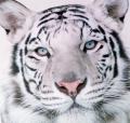 Белая Тигра