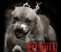 pit bul-89